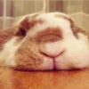 Bunnies 8