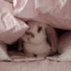 Bunnies 9