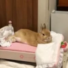 Bunnies 11