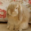 Bunnies 12