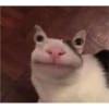Random Shit #1 11