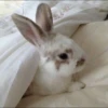 Bunnies 13