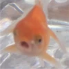 Random Shit #1 14