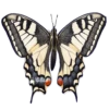 ANIMALS EMOJI 14