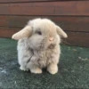 Bunnies 14