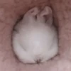 Bunnies 15