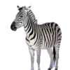 ANIMALS EMOJI 16