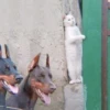 AnImAls 17