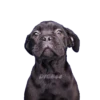 ANIMALS EMOJI 17