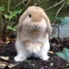 Bunnies 17