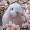Bunnies 18