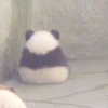 AnImAls 18