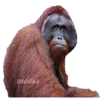 ANIMALS EMOJI 18