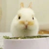 Bunnies 19