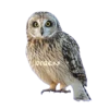 ANIMALS EMOJI 20