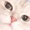 AnImAls 19