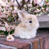 Bunnies 20