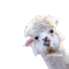 ANIMALS EMOJI 21