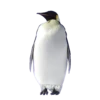 ANIMALS EMOJI 22