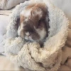 Bunnies 21