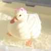 AnImAls 20