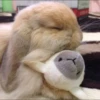 Bunnies 22