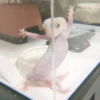 AnImAls 21