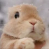 Bunnies 23