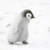 AnImAls 23