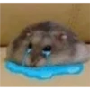 Random Shit #1 24