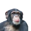 ANIMALS EMOJI 25
