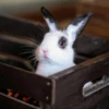 Bunnies 24