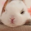 Bunnies 25