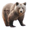 ANIMALS EMOJI 26