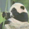 AnImAls 26