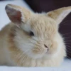 Bunnies 26