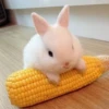 Bunnies 27