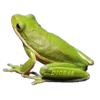 ANIMALS EMOJI 27