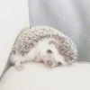 AnImAls 29