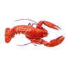 ANIMALS EMOJI 28