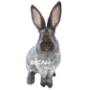 ANIMALS EMOJI 29