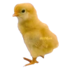 ANIMALS EMOJI 30