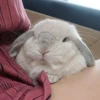 Bunnies 29
