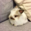 Bunnies 30