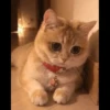 Kyot kat memes 5