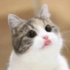 Kyot kat memes 6