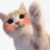 Kyot kat memes 8