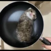 Sad Cats 5