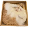 Kucing 5