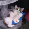 Sad Cats 6